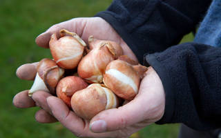 Как сохранить луковицы тюльпанов до осени