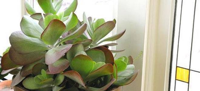 Пересадка каланхоэ