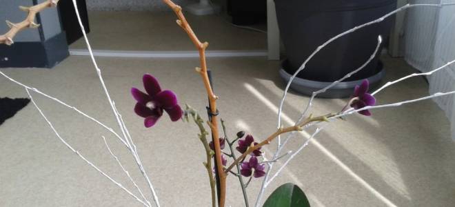 Как обрезать цветонос у орхидеи