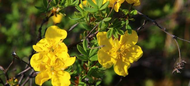 Размножение лапчатки кустарниковой черенками