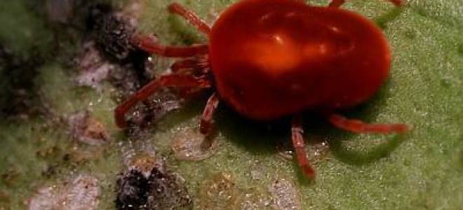 Опасен ли паутинный клещ для человека