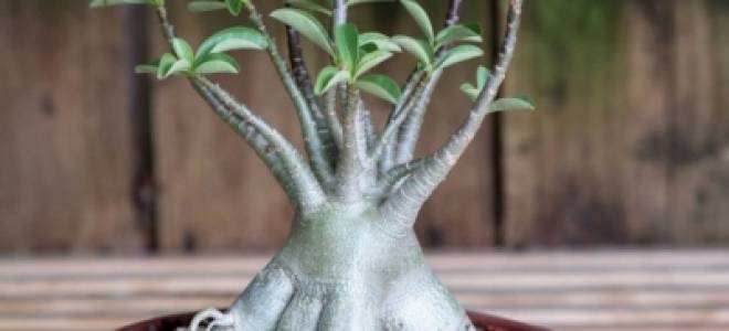 Как обрезать адениум