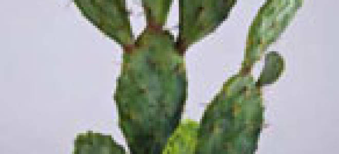 Кактус который стреляет иголками