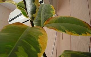 Почему у фикуса сохнут кончики листьев