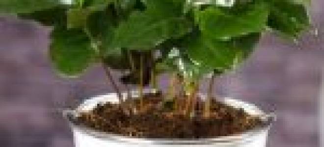 Как ухаживать за кофейным деревом