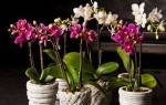 Как подрезать орхидею после цветения