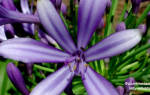Красивые фиолетовые цветы