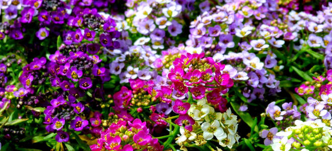 Алиссум однолетний