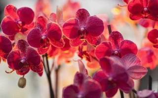 Орхидея дома приметы и суеверия