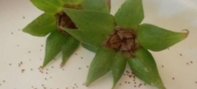 Как посадить глоксинию семенами