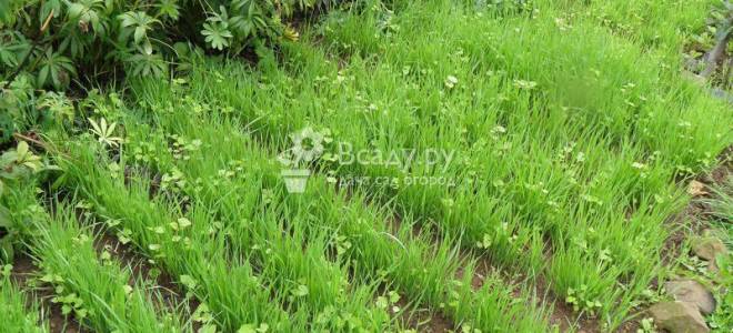 Как восстановить плодородие почвы на садовом участке