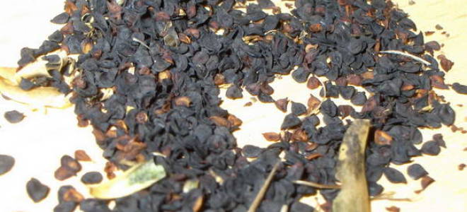 Когда сажать турецкую гвоздику