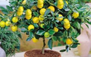 Почему у лимона желтеют и опадают листья