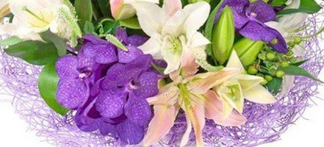 Лилия фиолетовая