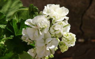 Пеларгония just beth