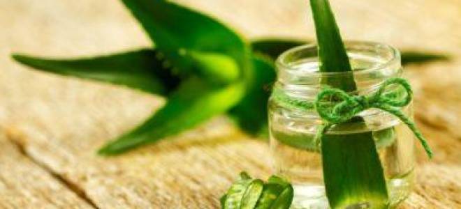 Настойка каланхоэ