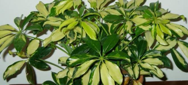 Шеффлера пересадка