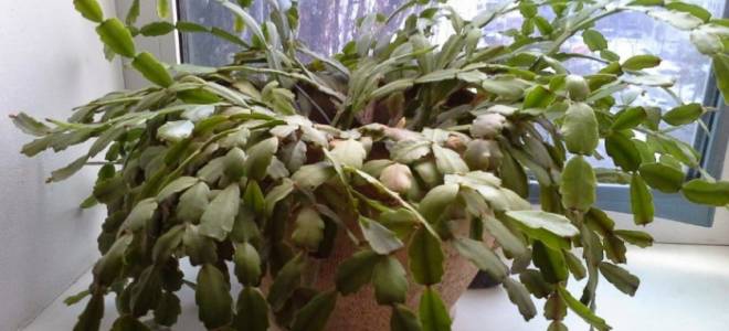 Пересадка декабриста в домашних условиях