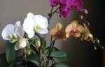 Как разводить янтарную кислоту для орхидей