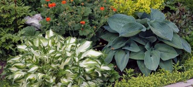 Пересадка хосты