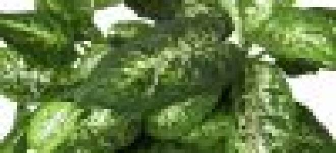 Диффенбахия ядовитое растение