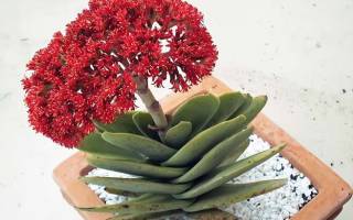 Крассула серповидная