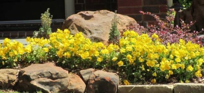 Лапчатка в ландшафтном дизайне