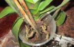 Высохли корни у орхидеи что делать
