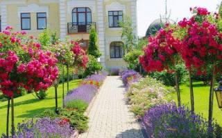 Штамбовые розы своими руками