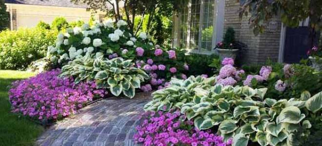 Хоста уход и выращивание в саду