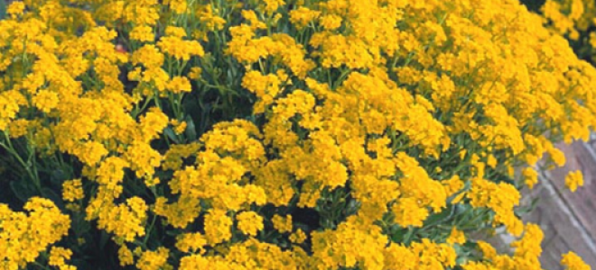 Алиссум скальный