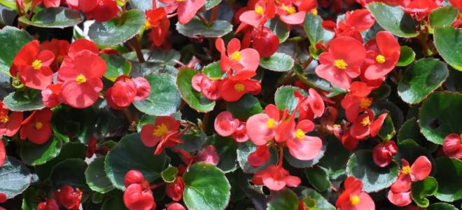 Бегония вечноцветущая уход