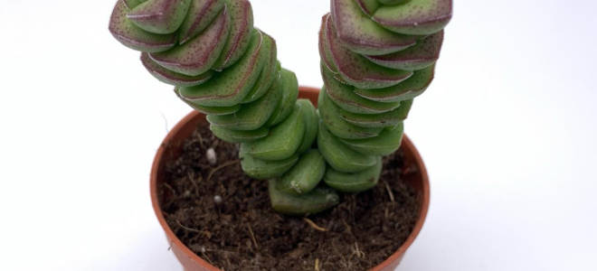 Крассула марнье