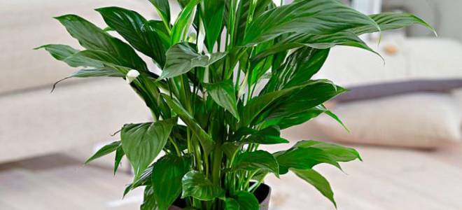 Спатифиллум в домашних условиях