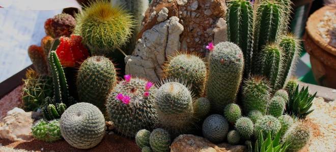 Плоский кактус название