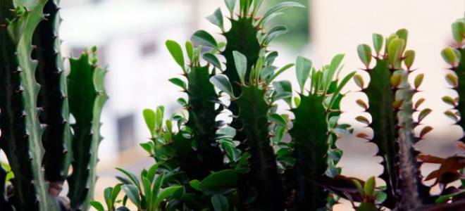 Эуфорбия тригона