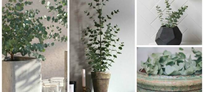 Эвкалипт в домашних условиях