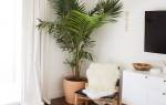Как ухаживать за домашней пальмой