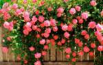 Выращивание плетистых роз