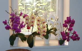 Почему трескаются листья у орхидеи