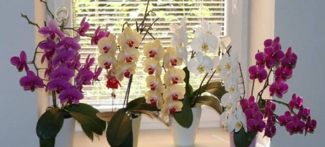 Почему трескаются листья у орхидеи