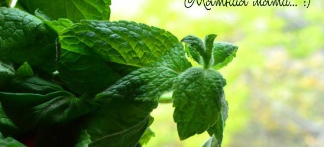 Мята на подоконнике