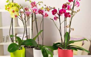 Как ухаживать за цветком орхидея